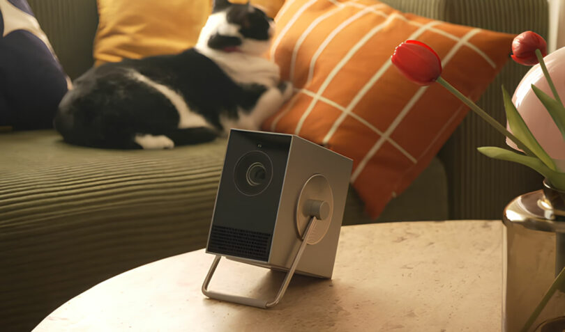 An LG projector sits on a table in front of a couch adorned with an orange cushion, where a black and white cat lounges. A red tulip adds a splash of color to the foreground.