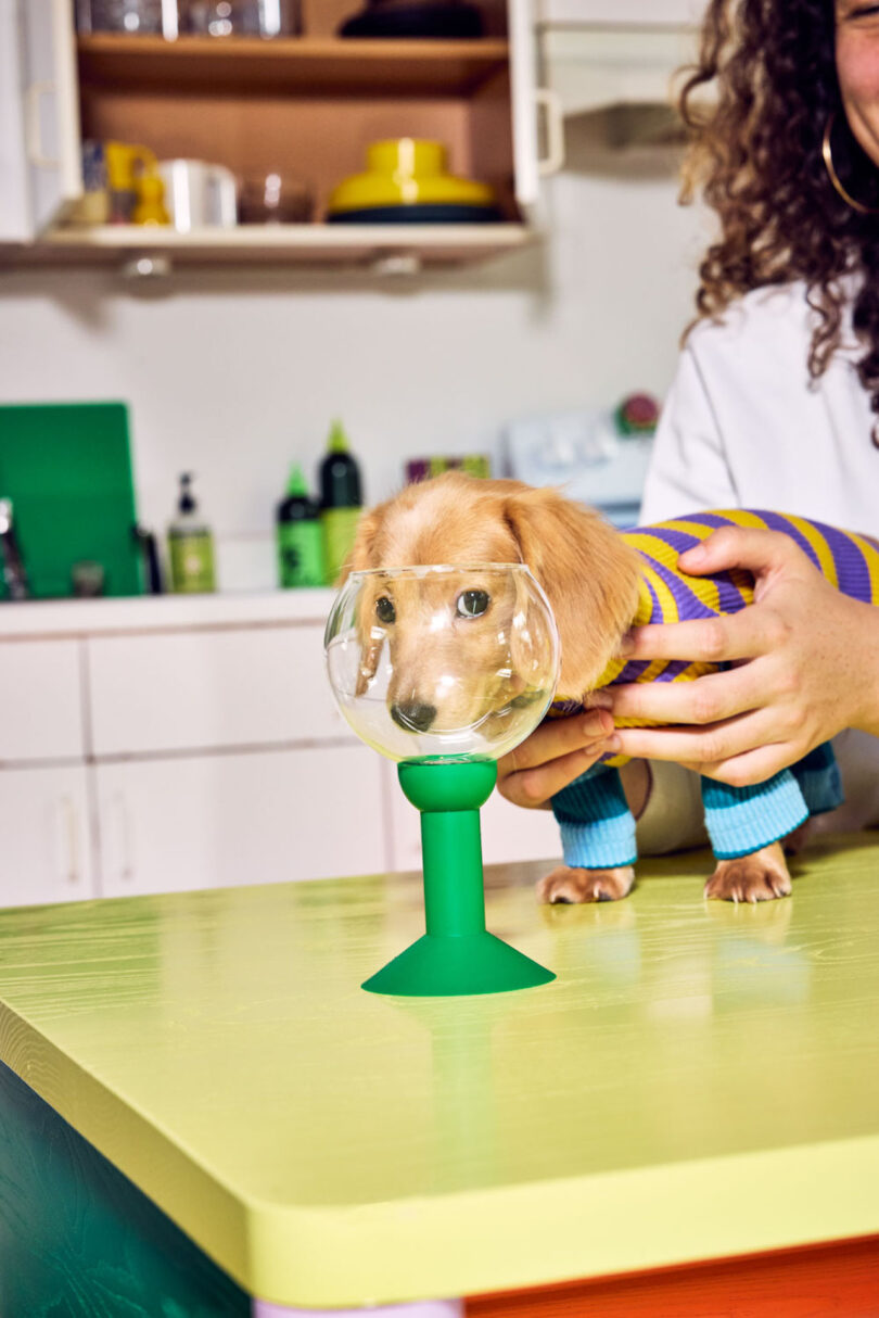 A small dog in a striped sweater stands on a kitchen counter, drinking from a large green-stemmed glass