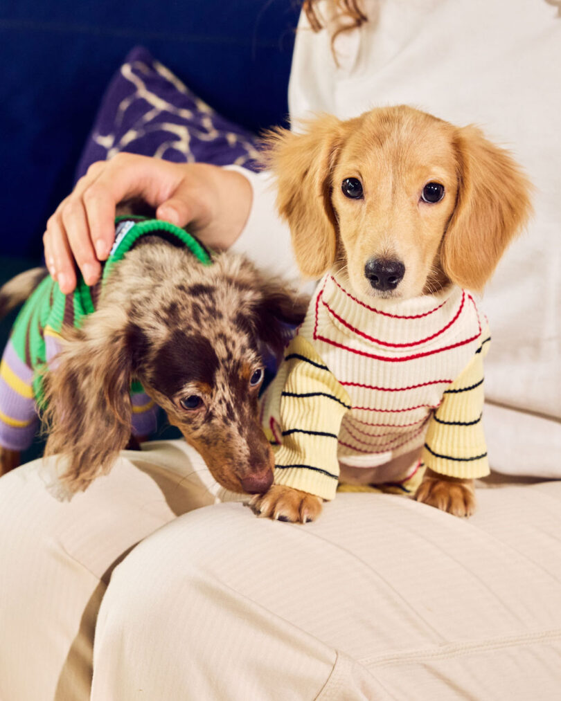 Two small dogs wearing striped sweaters sit on a person’s lap. One dog is brown with spots, and the other is tan