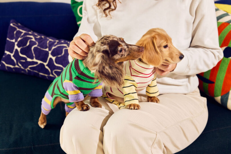 Person sitting on a couch holding two small dogs wearing striped sweaters