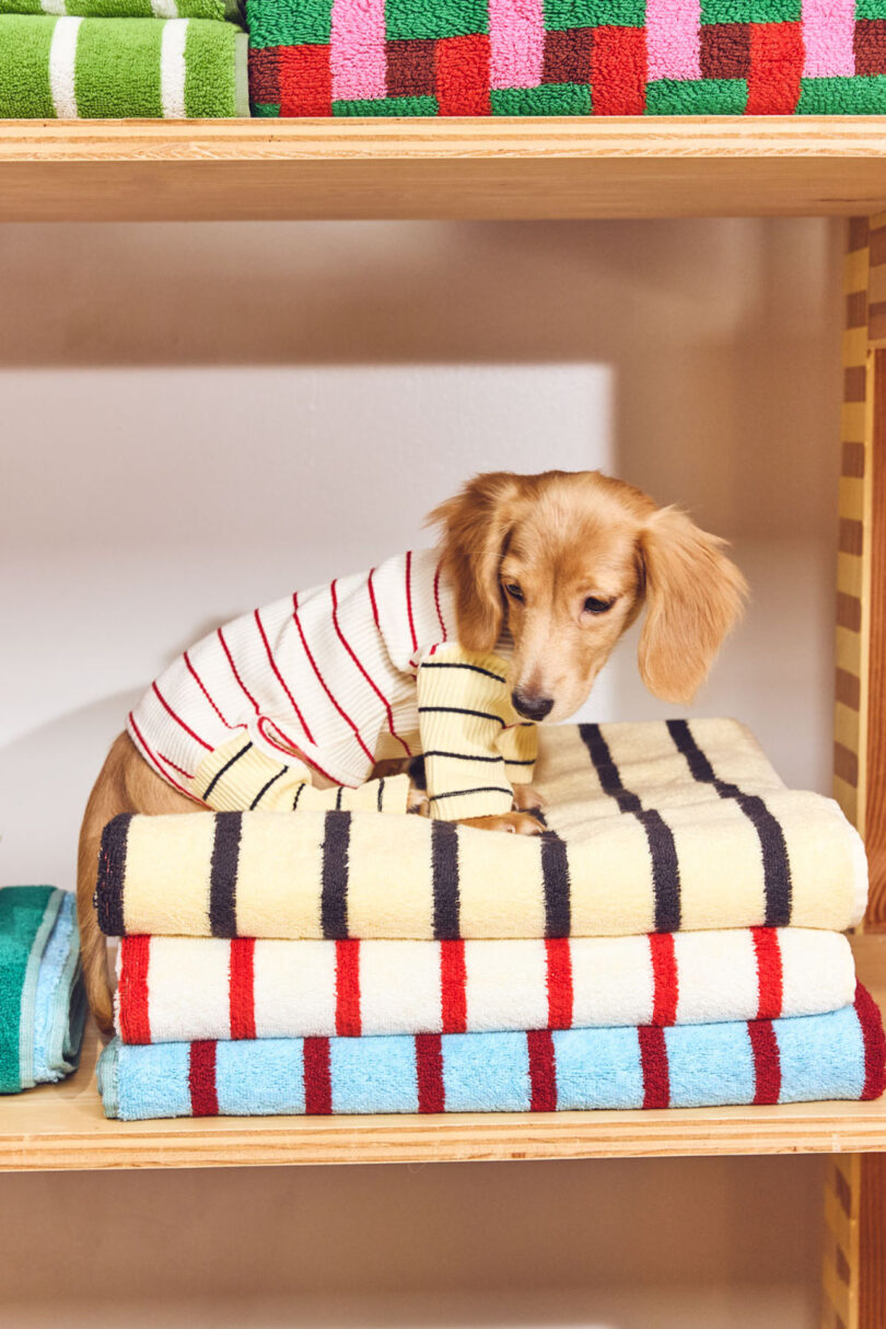 A small dog in a striped sweater sits on stacks of colorful striped towels on a wooden shelf