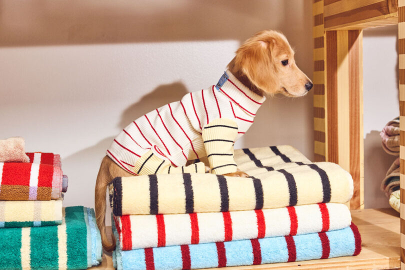 A small dog wearing a striped sweater sits on neatly folded, colorful towels in a wooden shelving unit