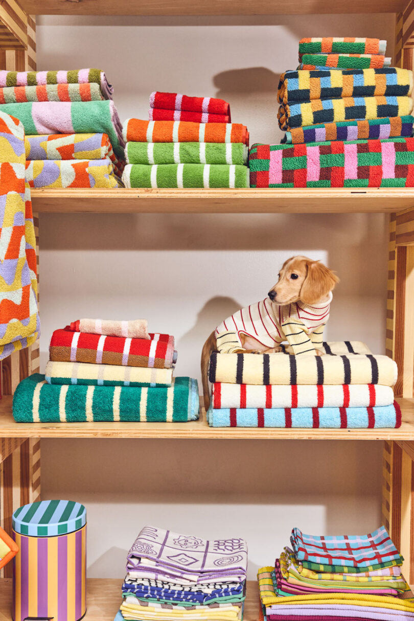 A dog wrapped in a striped towel sits on a shelf amidst stacks of colorful towels