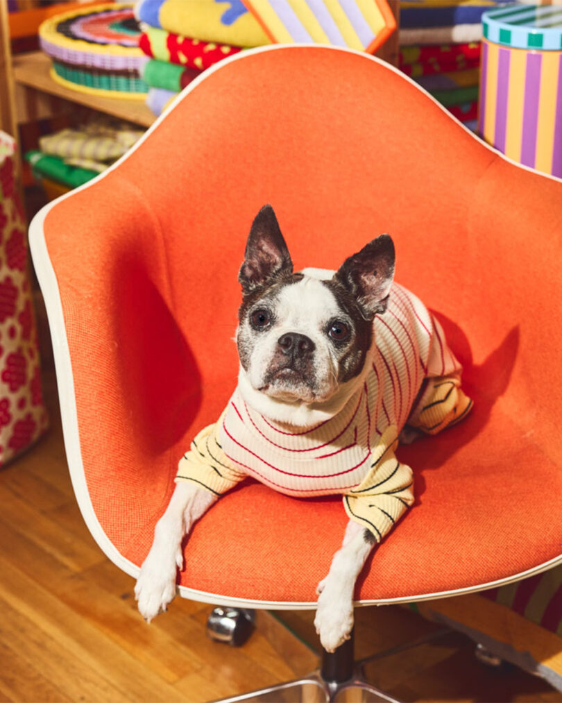 A Boston Terrier in a striped sweater sits alertly on an orange chair in a colorful room