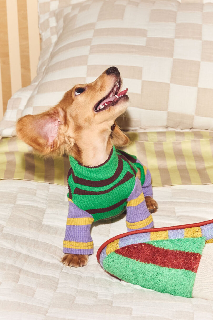 A small dog wearing a colorful striped sweater looks upward while sitting on a patterned bedspread next to a multicolored slipper