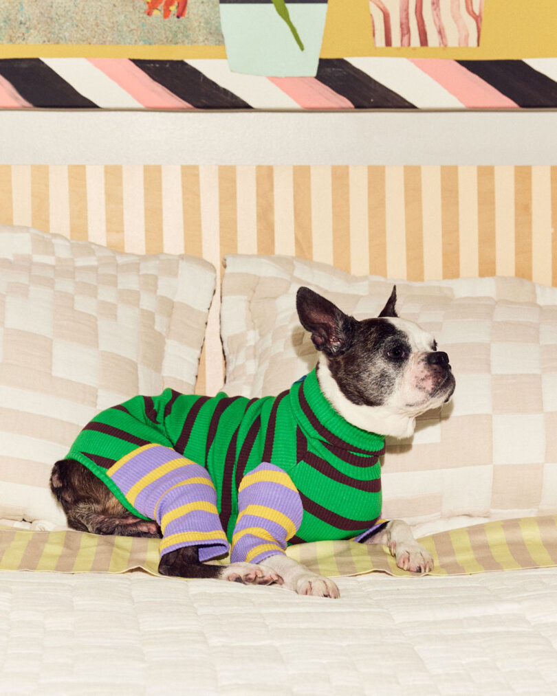 Boston Terrier wearing a green striped sweater and purple socks lies on a beige quilted bedspread, against a patterned wall