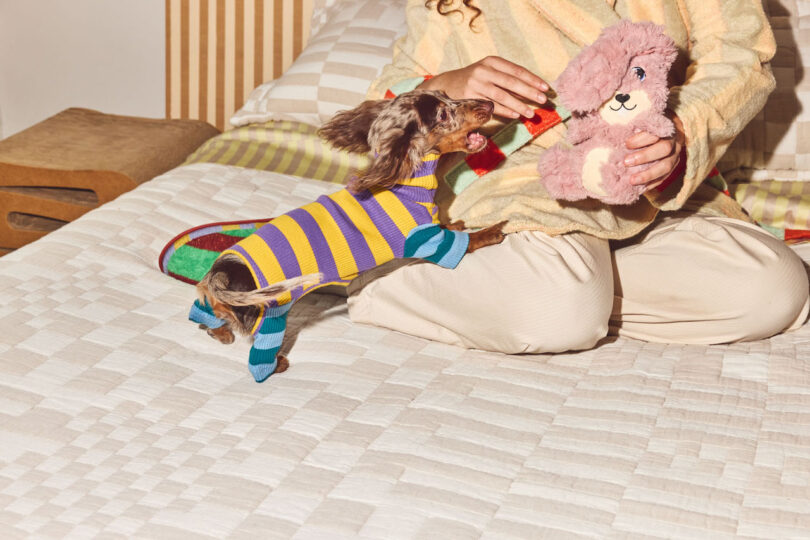 A small dog in a striped sweater climbs on a bed, reaching for a toy held by someone sitting on the bed