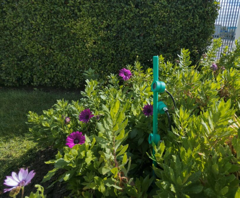 A garden bed with pink and purple flowers surrounded by green leaves, a green hose attached to a support stake, and a hedge in the background