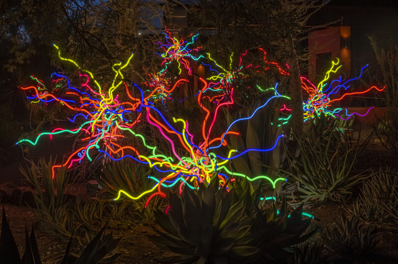 Colorful neon lights arranged in abstract, branching patterns illuminate a garden at night.