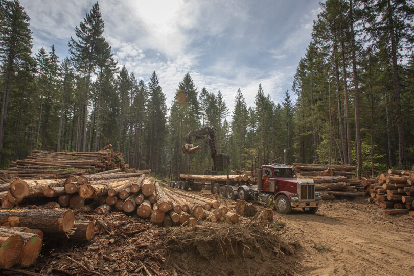 Un site d'exploitation forestière bourdonnait d'activité alors que des grumes empilées attendaient d'être chargées par une grue dans l'emblématique camion rouge, avec en toile de fond une clairière ensoleillée.