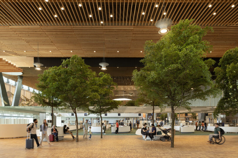 Le spacieux terminal d'aéroport moderne conçu par ZGF présente un plafond en bois, des arbres verts luxuriants et des gens marchant ou assis tranquillement dans l'espace accueillant.