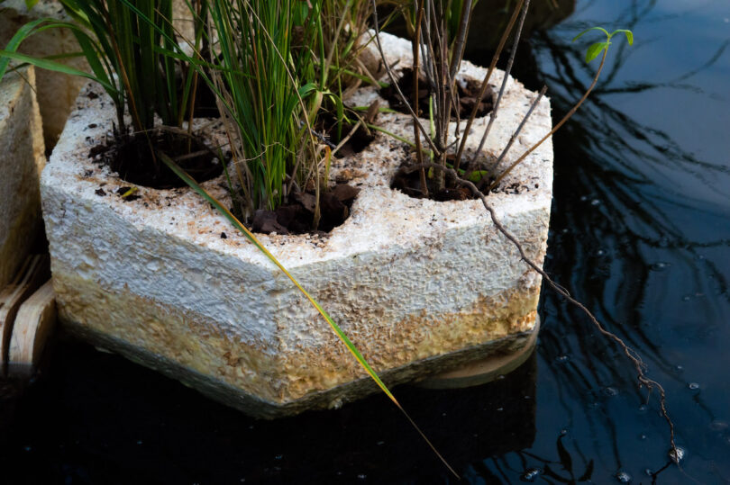 Hexagonal planter floating on water, containing several green plants with thin stems and leaves