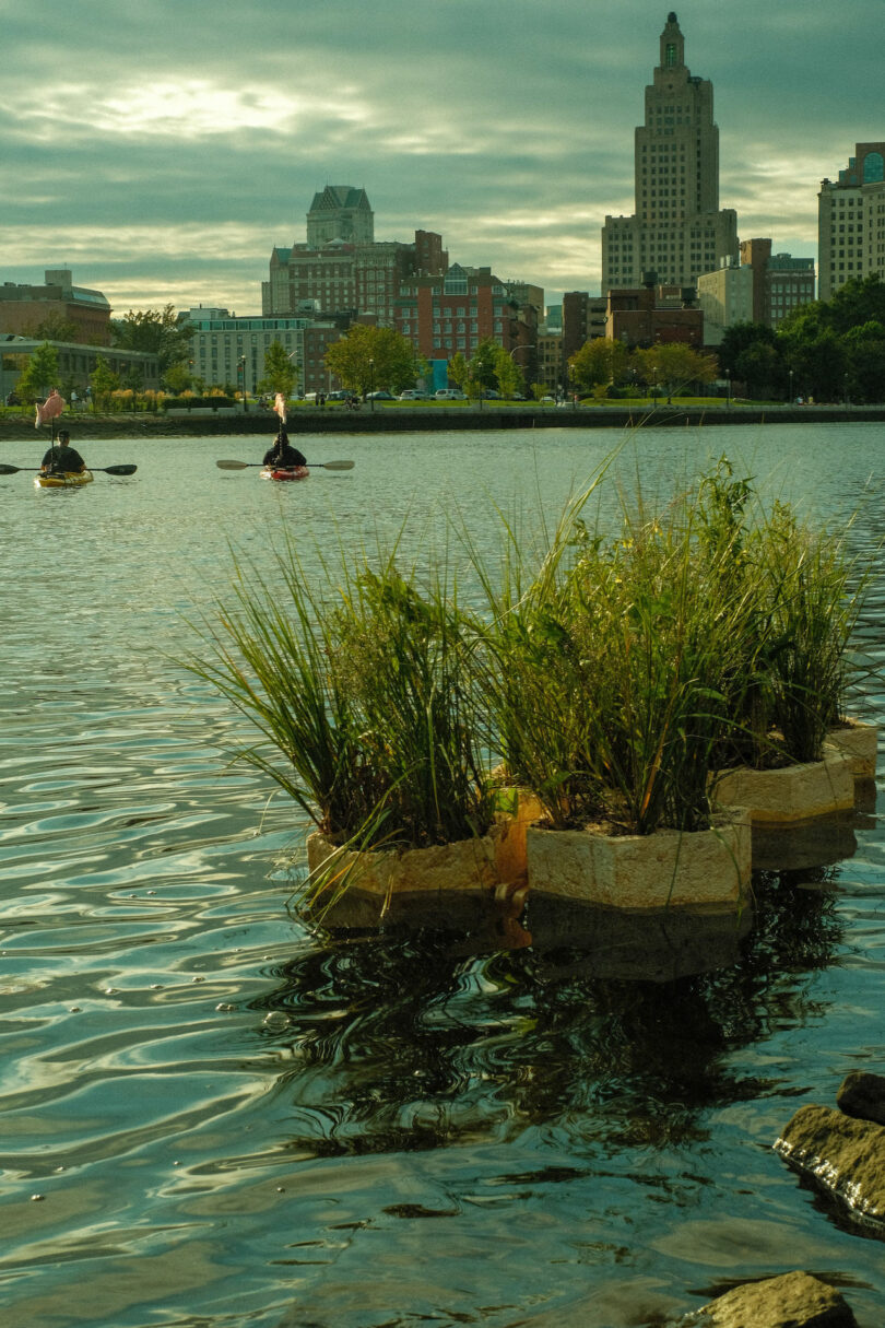 Small floating plants on a river with kayakers in the background and a cityscape under a cloudy sky