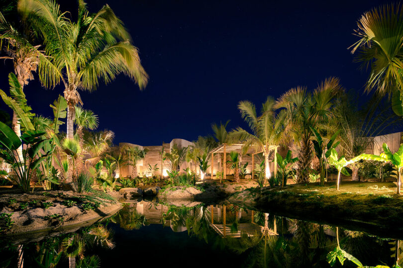 Lush tropical garden at night, featuring palm trees and green plants, reflected in a calm pond under a starry sky.