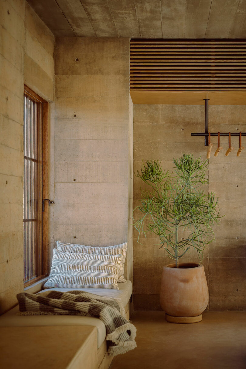 A minimalistic room with a concrete wall, wooden accents, a potted plant, a cushioned bench with pillows, and a blanket.