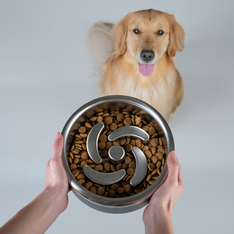 Person holding a stainless steel dog bowl filled with kibble, featuring a swirl pattern divider, while a golden retriever sits nearby with its tongue out.