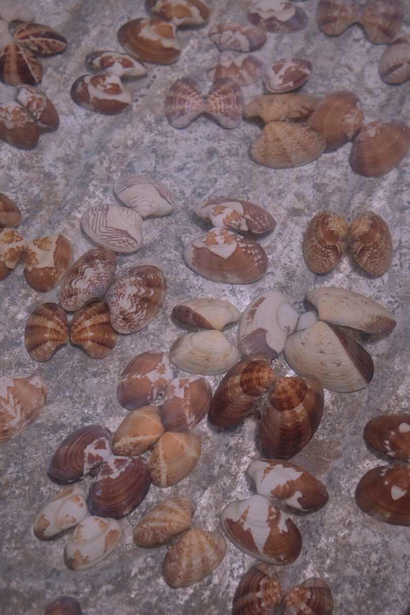 Various brown and white seashells scattered on a textured stone surface