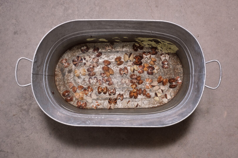 A metal tub filled with water and floating seashells, placed on a concrete floor