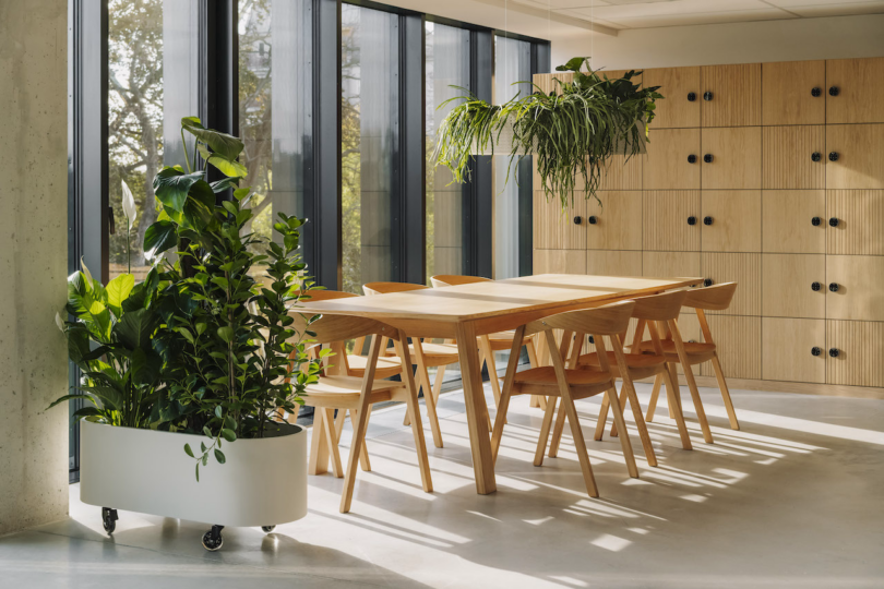 Modern dining area with a wooden table and chairs, large indoor plants, and natural light from floor-to-ceiling windows