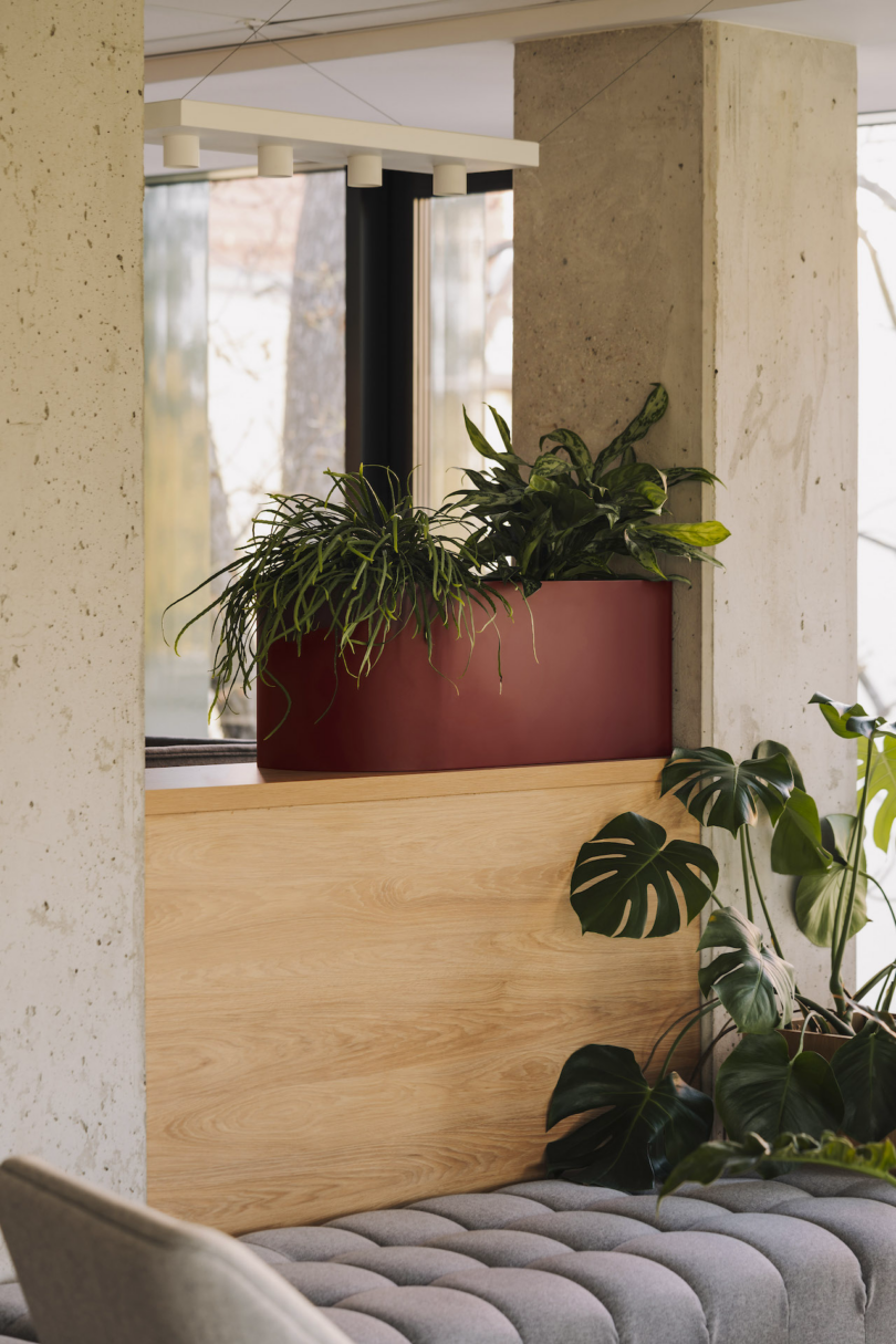 Modern indoor space with concrete walls, wooden paneling, and large window. A maroon planter holds various green plants. Gray cushioned seating is visible in the foreground