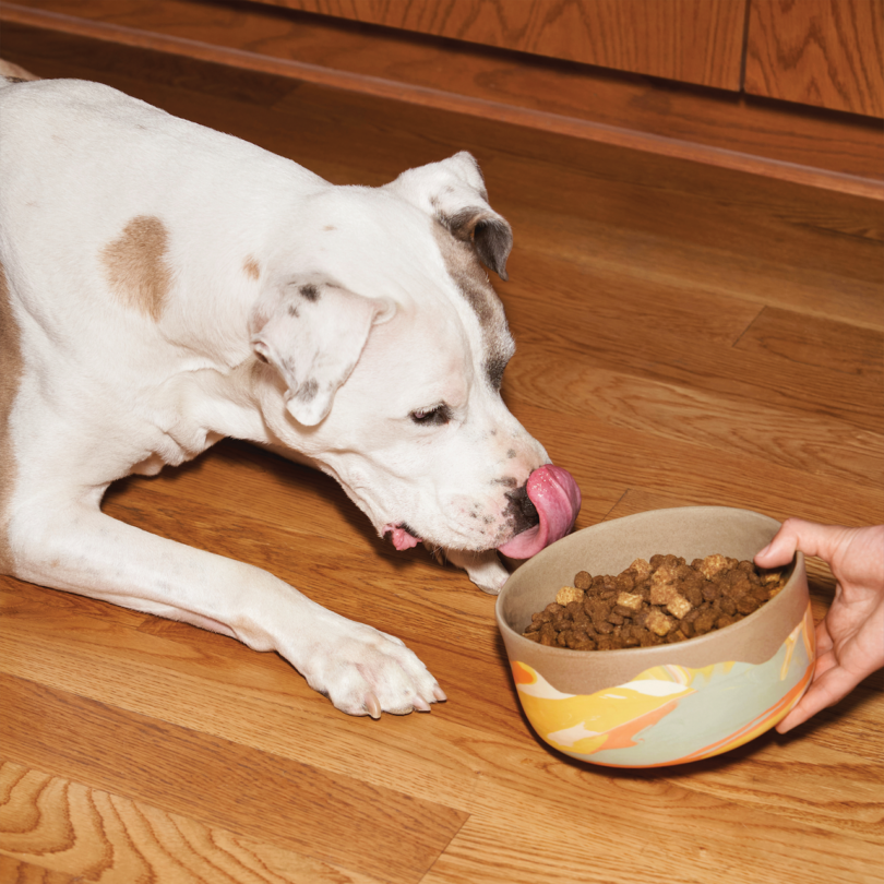 A dog lying on a wooden floor looks at a bowl of dry food being offered by a hand