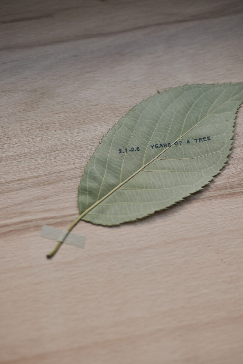 A single leaf is taped to a wooden surface, with text printed on it reading "21,236 YEARS OF A TREE"