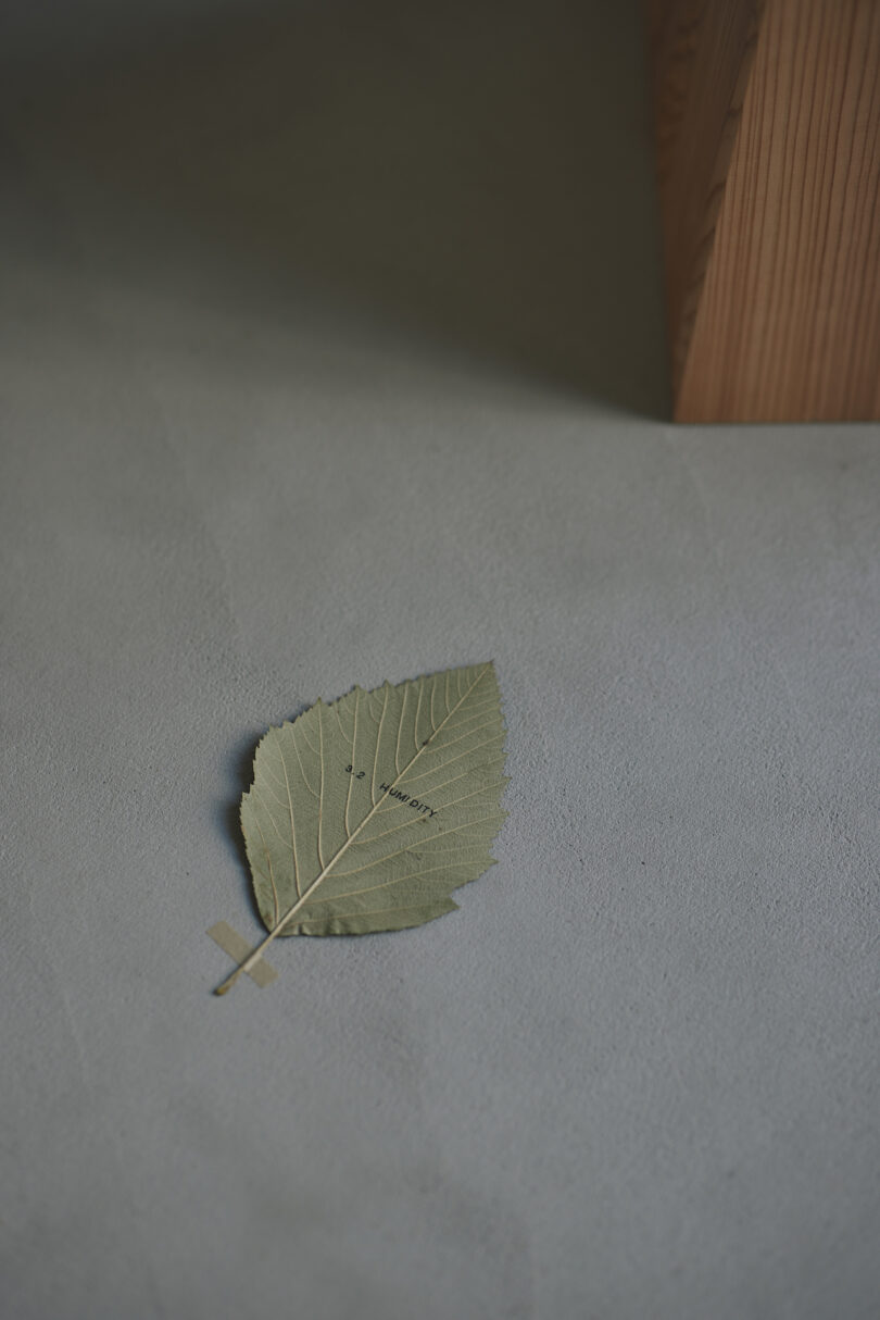 A single dried leaf with small holes lies on a gray surface next to a wooden object