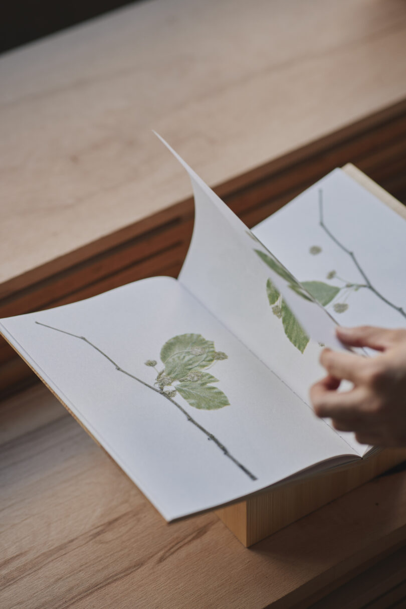 A hand flips through a book with botanical illustrations on wooden table