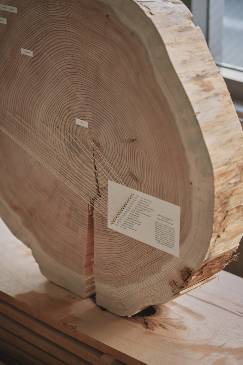 A cross-section of a tree trunk with labels marking growth rings and a description card attached, placed on a wooden surface by a window