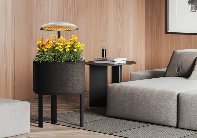 Indoor plant arrangement with yellow flowers under a round lamp, set beside a modern gray couch and a circular black side table in a wooden room.