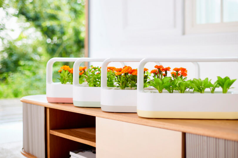 Three small indoor planters with vibrant orange flowers are lined up on a wooden shelf, positioned near a window with blurred greenery outside.