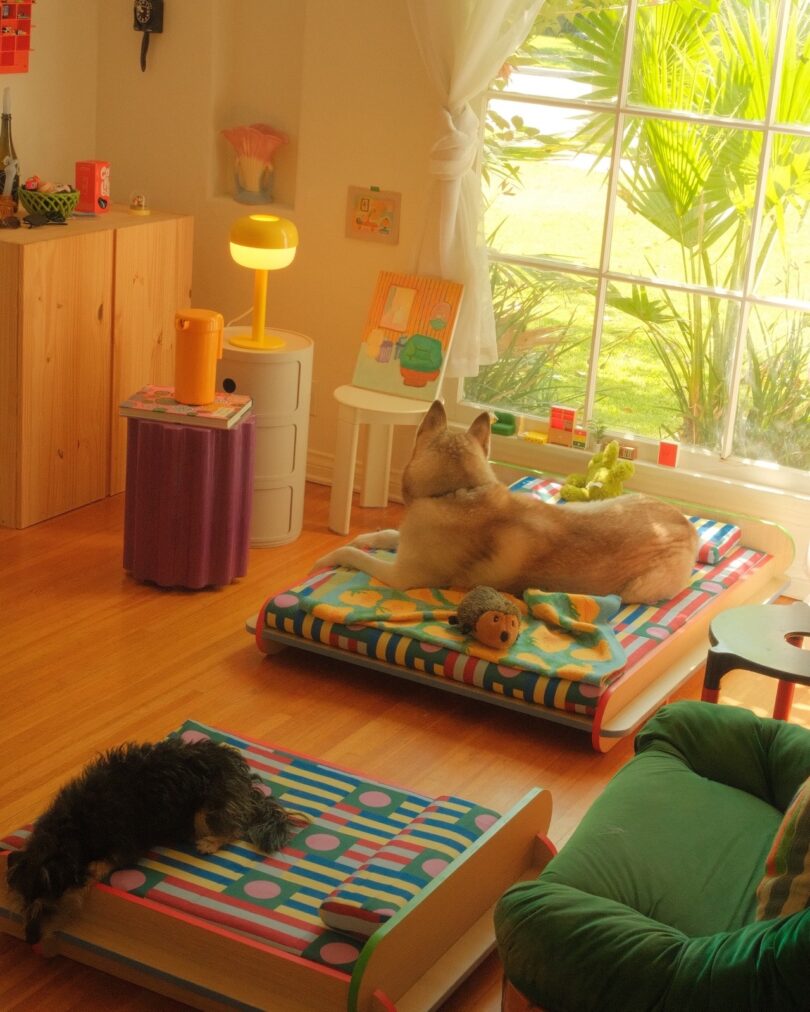 A dog and a cat rest on separate, colorful beds in a sunlit room, near a large window with plants outside