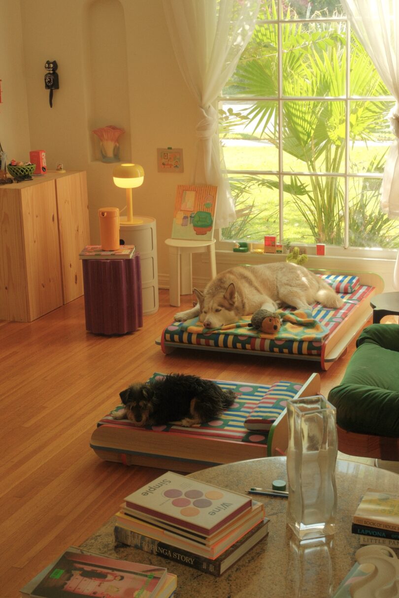 A sunlit room with two dogs resting on colorful beds. A large window reveals greenery outside, while shelves and books decorate the cozy space