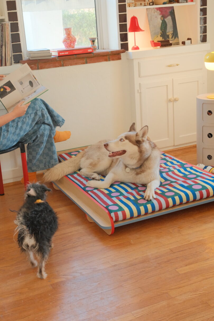 A husky lounges on a colorful dog bed shaped like a book while a small dog approaches. A person sits nearby, reading in a cozy living room