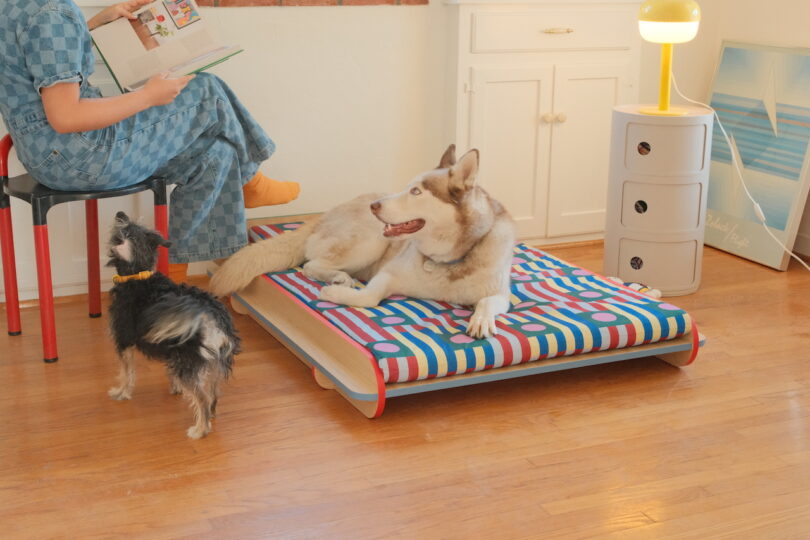 A husky lying on a colorful book-themed bed, a small dog standing nearby, and a person sitting on a chair reading a book, in a room with wooden floor and light-colored furniture