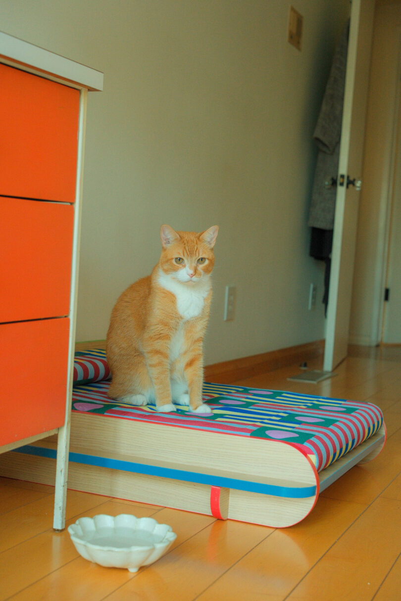 A ginger and white cat sits on a colorful scratcher in a room with a wooden floor and an orange cabinet. A white bowl is on the floor nearby