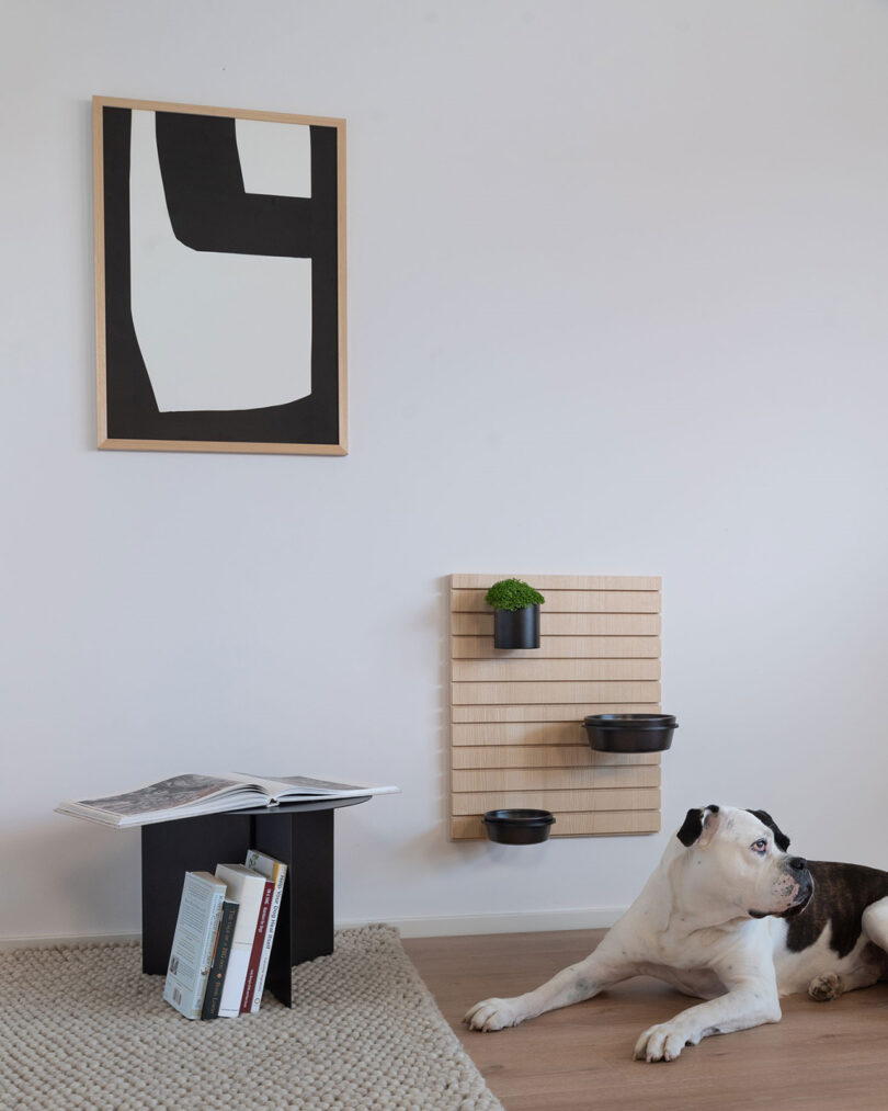 Dog lying on wooden floor next to a magazine stand, a wall-mounted planter, and abstract artwork.