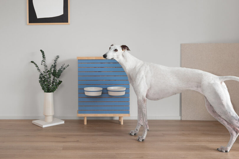 A white greyhound stands in a room with light wood flooring, next to a blue pet feeder with two bowls. A potted plant and framed artwork are in the background.