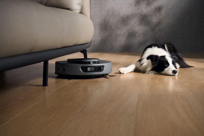 A black and white dog lies on a wooden floor beside a gray robotic vacuum cleaner under a sofa.