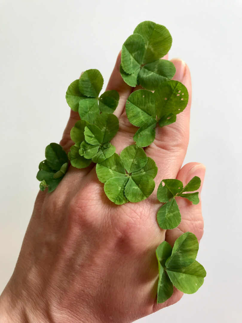 A hand with green clover leaves between the fingers, reminiscent of Stine Find Osther's minimalist style, set against a plain white background.