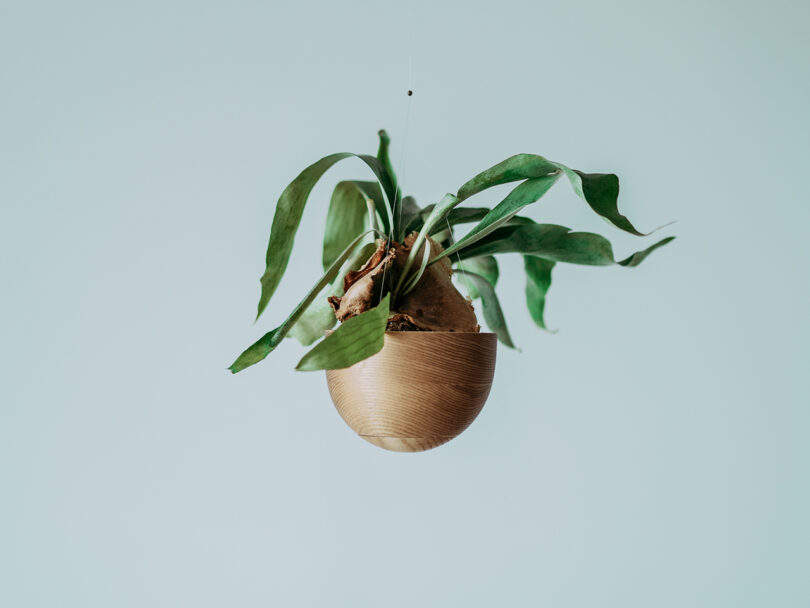 A green plant with long leaves is growing from a round, wooden hanging planter against a plain light background.