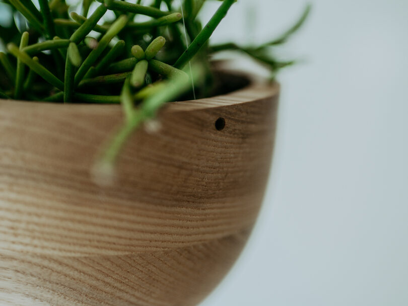 Close-up of a wooden planter containing a green succulent plant, with parts of the leaves extending over the edge.