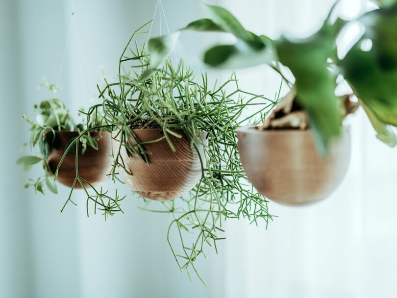Three wooden hanging planters contain various green plants against a softly lit background.