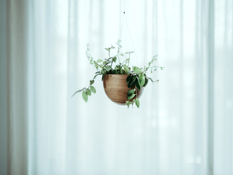 A hanging wooden planter with green leafy vines is suspended in front of a sheer, softly lit curtain.