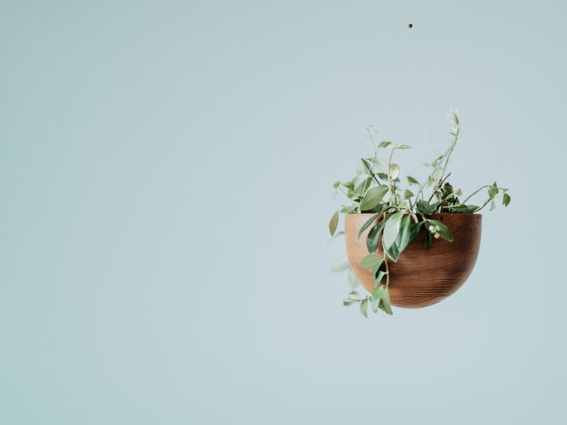 A wooden hanging planter with green leafy plants is suspended against a plain light blue background.