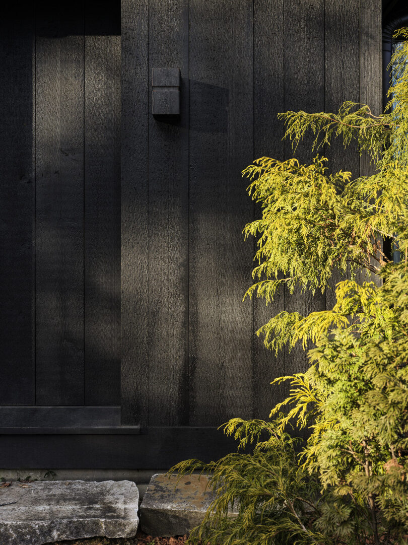Vertical wooden siding painted black with a modern rectangular wall light, next to a leafy green shrub and stone at the base.