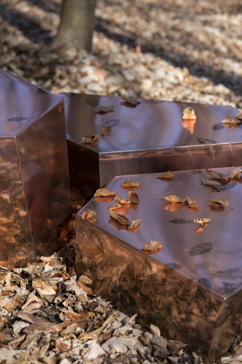 reflective, metallic cube-shaped structures with leaf patterns are placed among fallen leaves in a forest setting