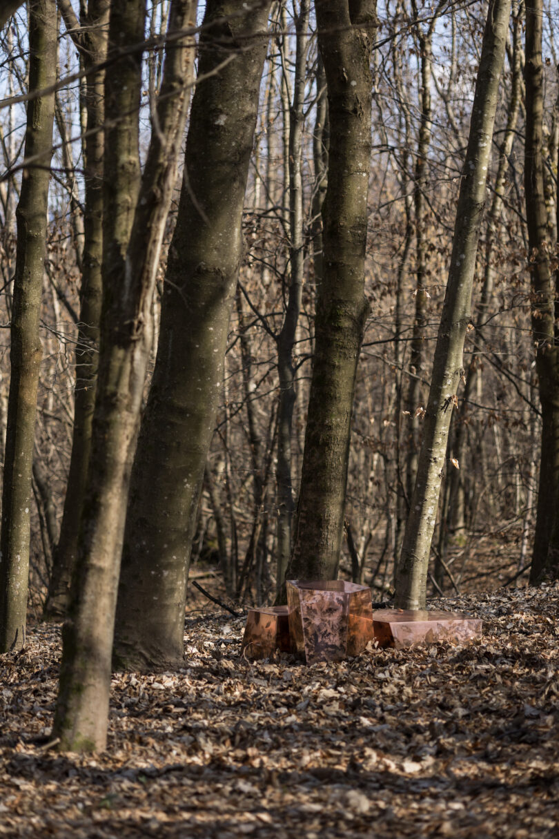  reflective, metallic cube-shaped structures with leaf patterns are placed among fallen leaves in a forest setting