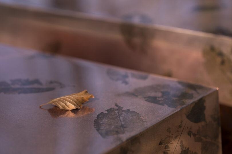 A dry leaf rests on a smooth, brown surface marked with impressions of other leaves, with softly blurred similar surfaces in the background