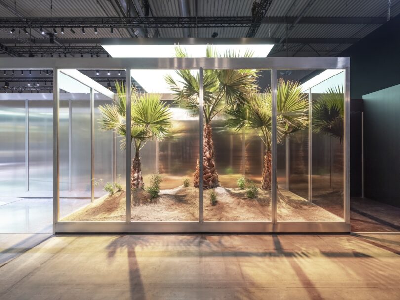 Several palm trees and small plants are displayed in a glass and metal enclosure under artificial lighting, situated indoors on a concrete floor